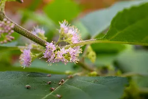 Native Landscape Consultation